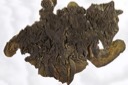 1427 Colema vespertilio-Collema  crispa
